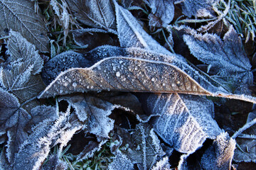 Fallen leaves on the ground, delicately coated with a shimmering layer of rime and hoarfrost,...