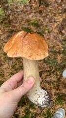 mushroom in the forest