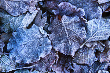 Fallen leaves on the ground, delicately coated with a shimmering layer of rime and hoarfrost, creating a frosty, intricate texture in the crisp atmosphere of late autumn.