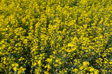 rapeseed field in spring, rapeseed flowers