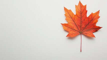 Maple leaf autumn isolated on white background