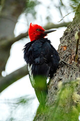 Giant Woodpecker Magellanicus taps on a tree trunk in Patagonia on the border with Tierra del Fuego between Argentina and Chile