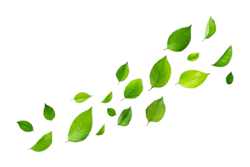 Wind Blowing Green Leaves Isolated on Transparent Background PNG
