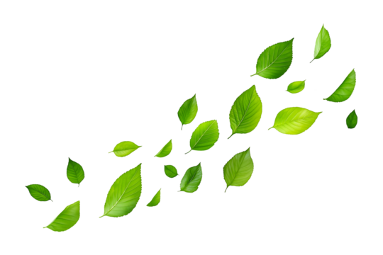 Wind Blowing Green Leaves Isolated on Transparent Background PNG
