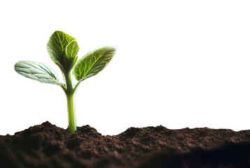 plant  planting seeds soil new life - ai generated