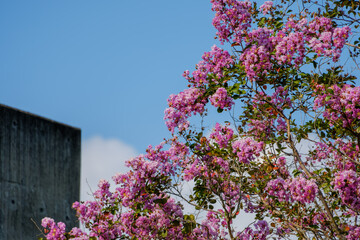 満開のサルスベリと青空