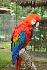 A red macaw is perched on a tree