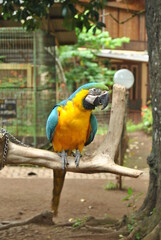 A red macaw is perched on a tree
