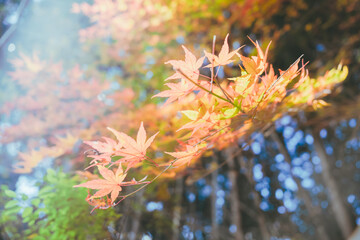 京都の常称寺の紅葉
