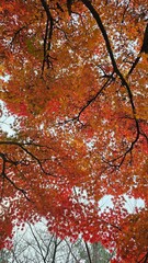 한국의 가을 야외 공원 단풍나무의 빨간색과 주황색 나뭇잎