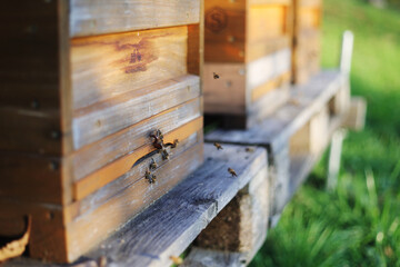 Bees near a bee hive at autumn season