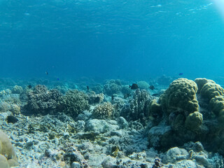 several small fish swimming above the coral reef
