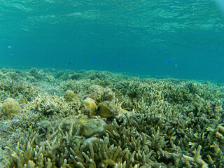 several small fish swimming above the coral reef
