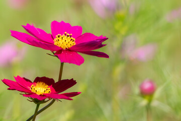 Obraz premium 晴れた日の美しいピンクのコスモス