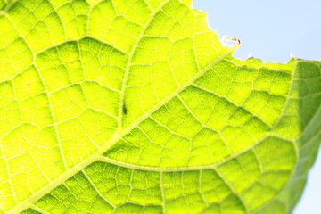 Beautifully textured pumpkin leaves, like a natural painting