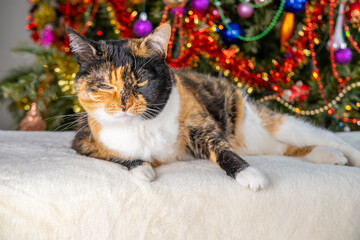 brown tricolor adult domestic cat, Christmas Tree With Ornaments background, traditional peaceful...