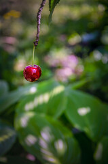 Cherry berry on a tree against the background of plants in the garden.