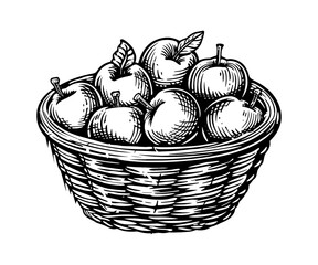 Fototapeta premium wooden basket apples engraving black and white outline