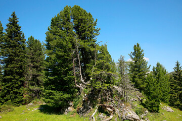 Zirbelkiefer (Pinus cembra) auch Zirbenkiefer, arbe, Zirbe, Nadelbaum in den Alpen