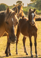Obraz premium Brown horses looking at the camera at meadow environment, los cerrillos, uruguay
