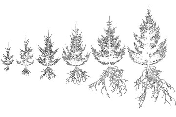 Contour of spruce trees with roots. Life process of fir tree and rootage. Vector illustration