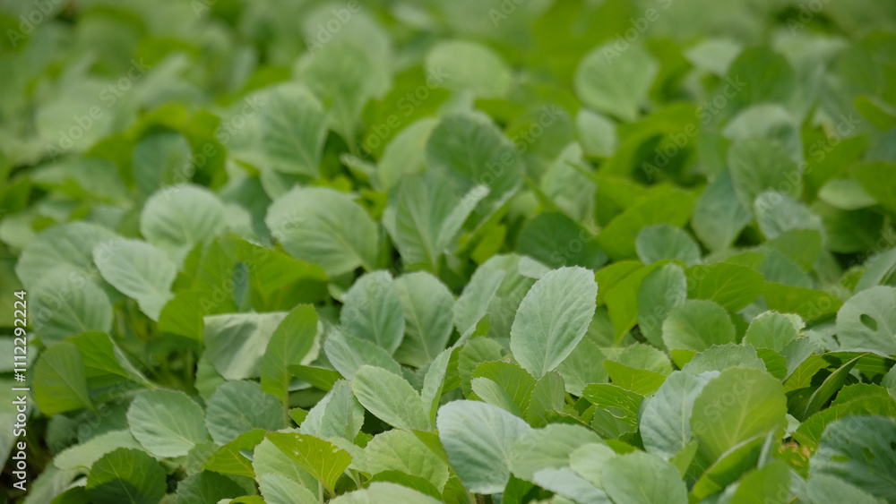 Poster shape, pattern and texture of a collection of cabbage seed leaves.natural pattern and texture backgr