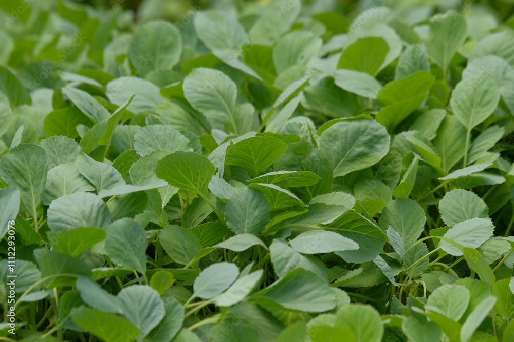 Poster shape, pattern and texture of a collection of cabbage seed leaves.natural pattern and texture backgr