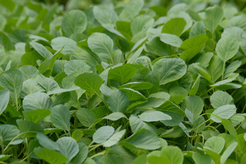 Shape, pattern and texture of a collection of cabbage seed leaves.Natural pattern and texture background for graphic design. Agricultural industry concept