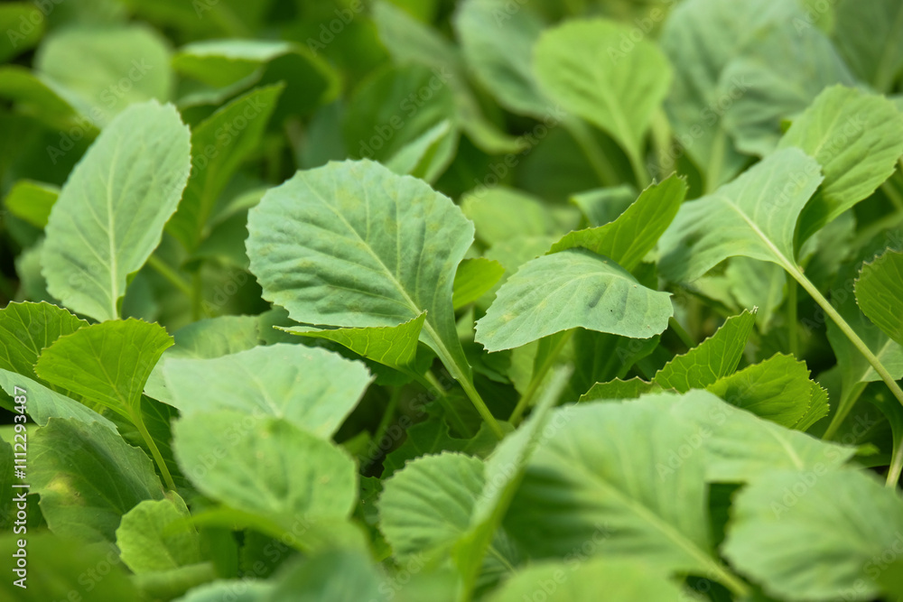 Poster shape, pattern and texture of a collection of cabbage seed leaves.natural pattern and texture backgr
