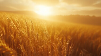 Obraz premium Golden wheat field at sunset; backlit. Perfect for harvest, agriculture, and nature themes.