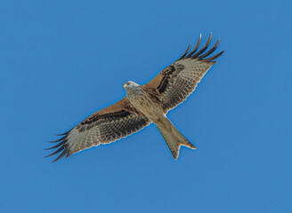 Nibbio reale (Milvus milvus)