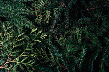 Close-up of green pine branches forming a textured and vibrant Christmas and New Year background, ideal for festive decorations and designs