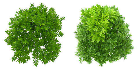 Fototapeta premium Green bush isolated transparent background. Plant shrub from top view.AI GENERATED