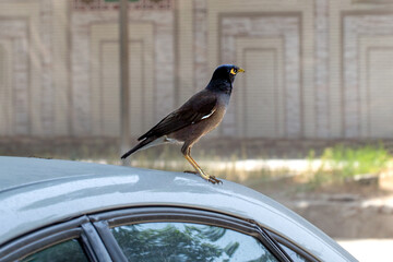 Closeup shot of Acridotheres tristis, also known as Common Myna, on on the roof of the car