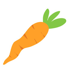 fresh orange carrot with green leafs