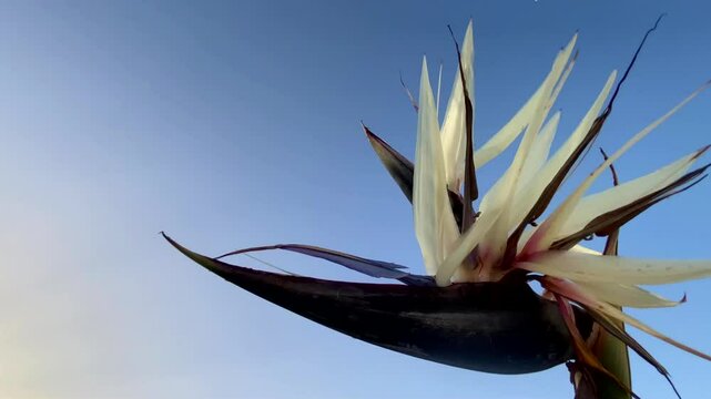 Strelitzia nicolai or Wild banana or White bird of paradise flower against blue sky.Tropical plats concept,4K video