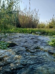 river in the forest