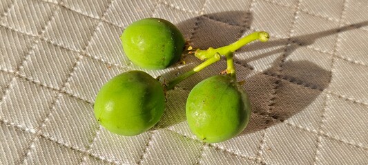 Wild fruits on light background.