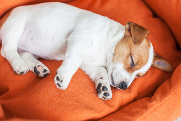 Small dog sleeping at home on the orange bed