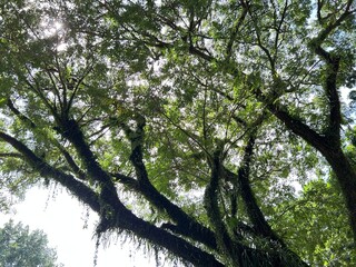 Beutiful tree and sky, in the city, 