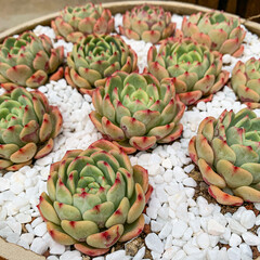 Obraz premium Beautiful succulent plants in Shangri-la, China 