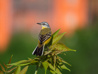 Male of Western yellow wagtail perching on a branch. The smallest representative in the wagtail family. Bird watching. Ornithology. Close-up