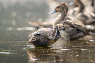 水辺のホシハジロ