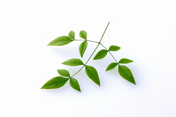 南天の葉　Heavenly bamboo leaves