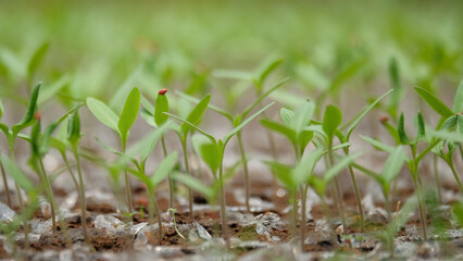 Close up of chili seeds still visible seed shell. Agricultural industry concept. Natural green pattern and texture background for graphic design