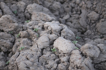 Close-up of soil on rural field before sowing.