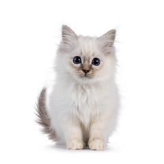 Sweet Sacred Birman cat kitten, sitting up facing front. Looking attentive towards camera with bleu eyes. isolated on a white background.