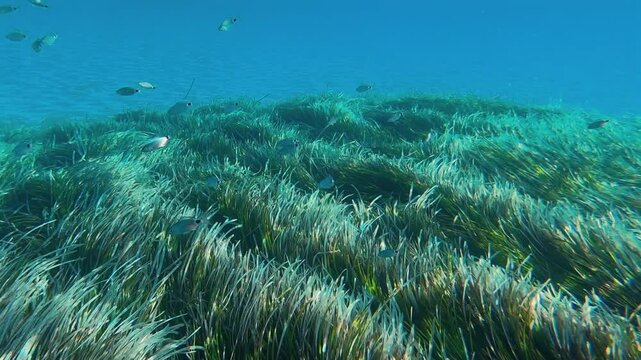 A serene underwater world captured in clarity, showcasing diverse marine life swimming among dense seagrass beds, illustrating natural beauty and ecosystem harmony with posidonia