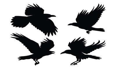 Flying Raven Bird Silhouette Design  And Vector Illustration. 