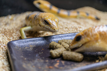 餌を食べるピーターズバンデッドスキンク